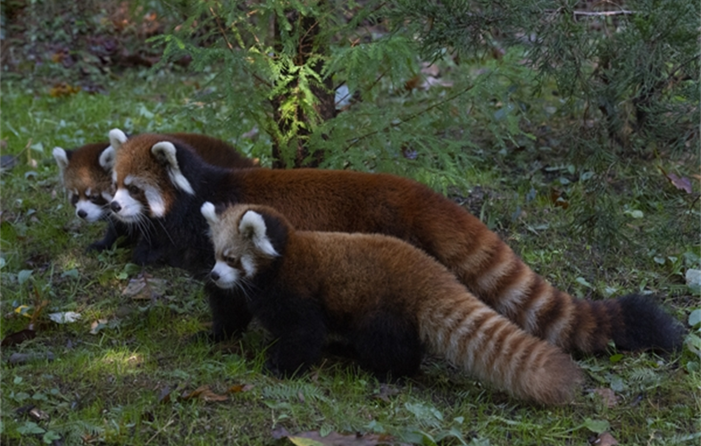 Julie Larsen Maher_1794_Styan's Red Panda and Cubs_PPZ_10 24 19.JPG